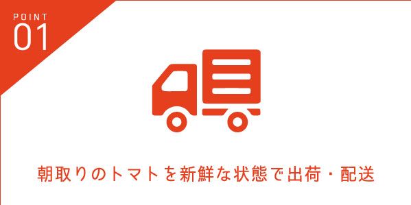 朝取りのトマトを新鮮な状態で出荷・配送